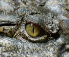 Крокодил глаз